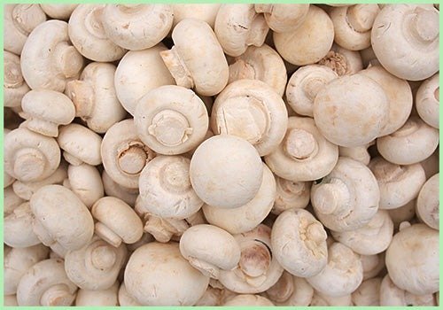 Saudi Arabia Mushroom Market Share, Size, Demand and Report 2024-2032