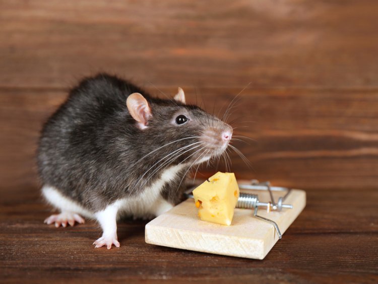 Effective Mice Removal Strategies: From Prevention to Professional Services