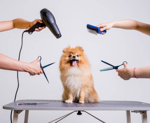 Choosing the Right Dog Grooming Supplies: Tips and Tricks