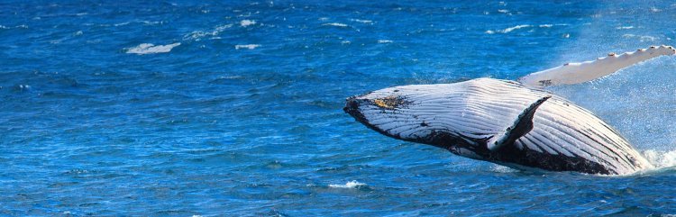 Tips To Craft Whale Watching Wonders On Perth's Azure Waters