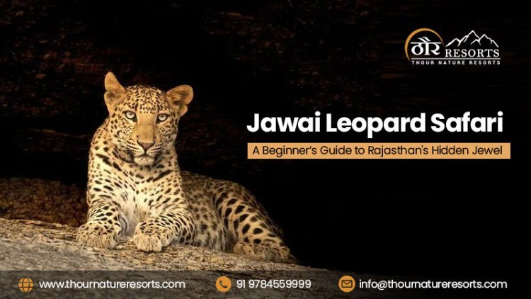 Jawai Leopard Safari: A Beginner’s Guide to Rajasthan's Hidden Jewel