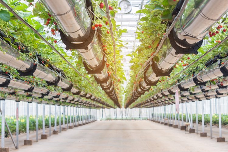 The Ultimate Guide to Choosing a Hydroponics Equipment Supplier