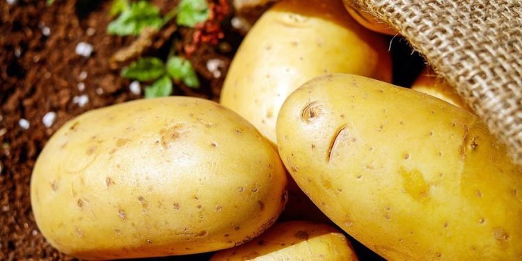 Potato Protein Market Size, Share, Growth, Trends, Demand and Forecast 2024-2032