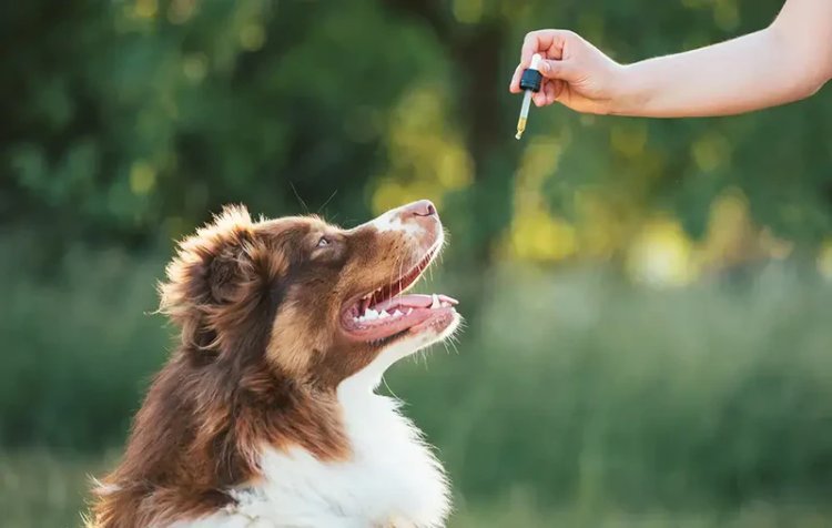 Finding the Right Fit: Choosing the Best Elevate CBD Product for Your Dog:
