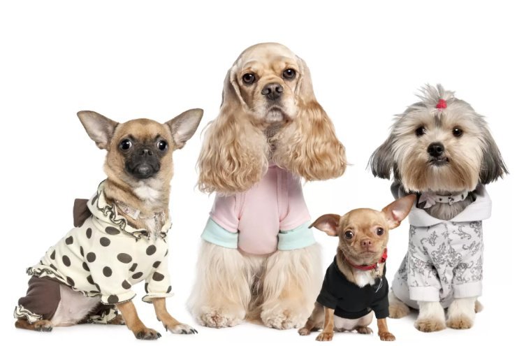 Pet Clothing Market Growth: Innovative Trends, Revenue Projection 2028