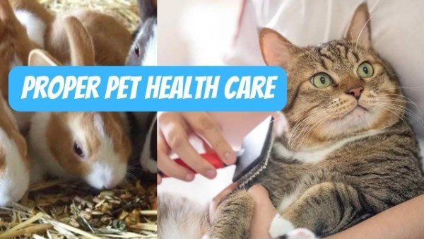 Essential Tips to Ensure Proper for Your Pet Health Care