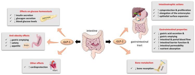 Research on the Biological Effects of GLP-2