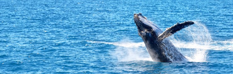 Why is Hervey Bay considered the Whale Watching Capital of Australia?
