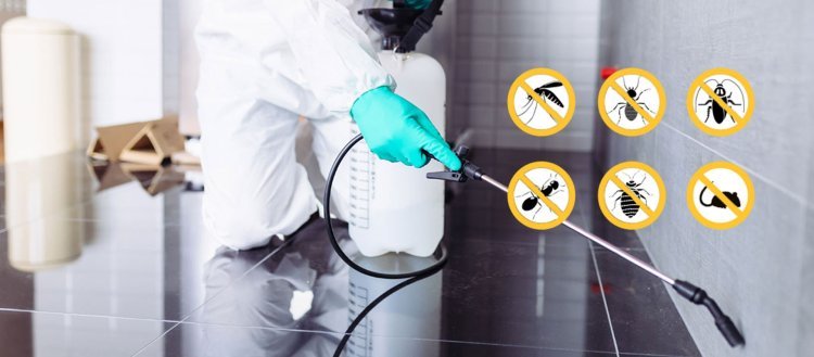 Steps to Take Before a Pest Control Service Visit to Ensure the Best Results