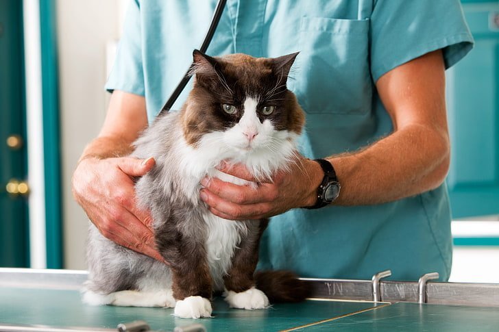The Winnipeg Vet: Your Guide to Quality Care