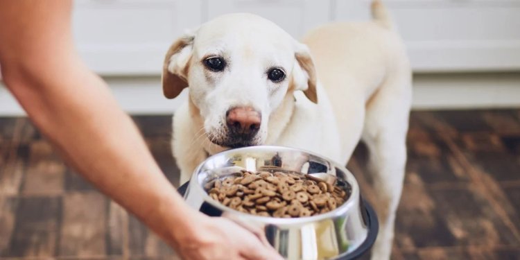 The Benefits of Wet Dog Food