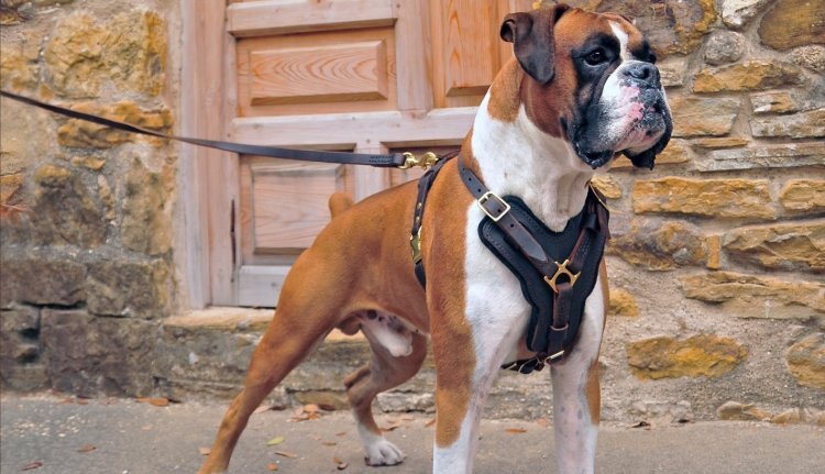The Benefits of Using a Harness for Your Dog's Health