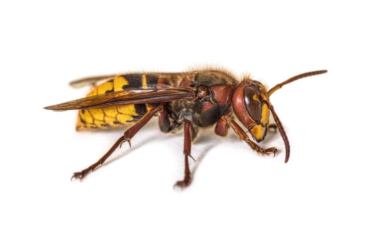 Effective hornets control Caledon Services | Safe & Reliable