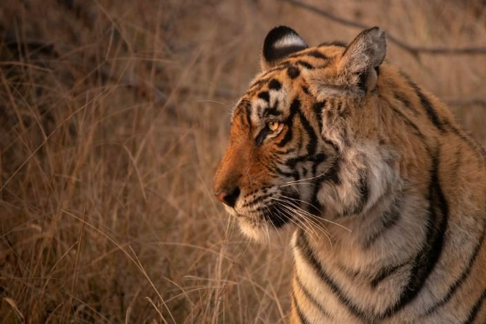 Find the Best Taxi Services for Jaipur to Ranthambore
