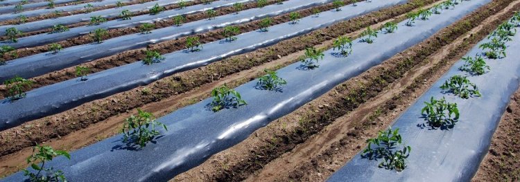 Mulch Film Market Global Analysis, Opportunities, Growth Forecast to 2031