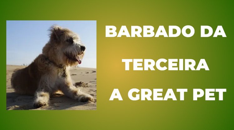Why the Barbado da Terceira Dog Makes a Great Pet