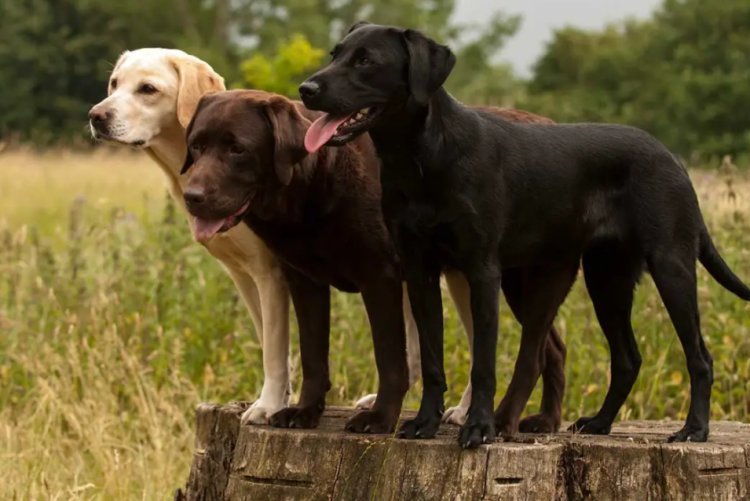 The Best Hunting Dog Breeds: A Comprehensive Guide
