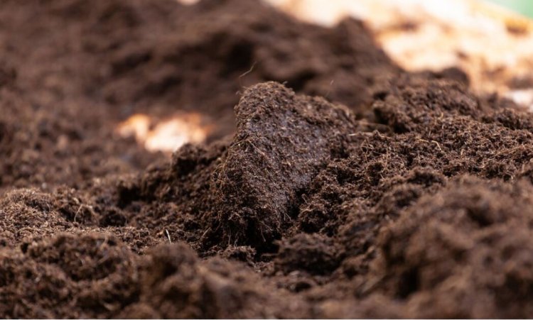 Why Topsoil is Important for Your Garden