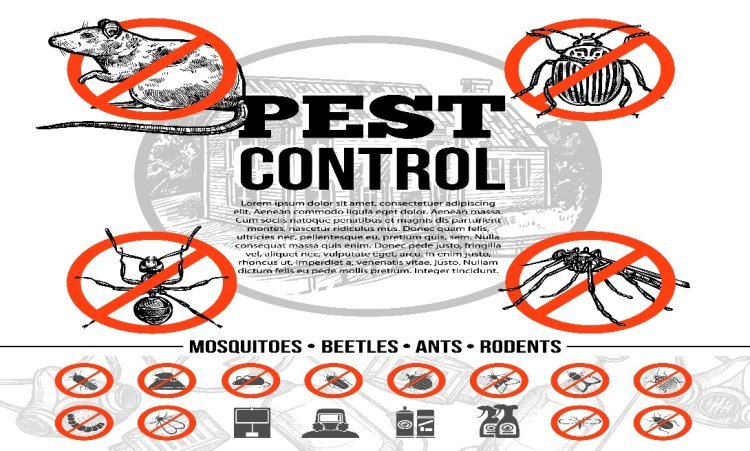 Why You Should Choose the Top Pest Control Services Delhi