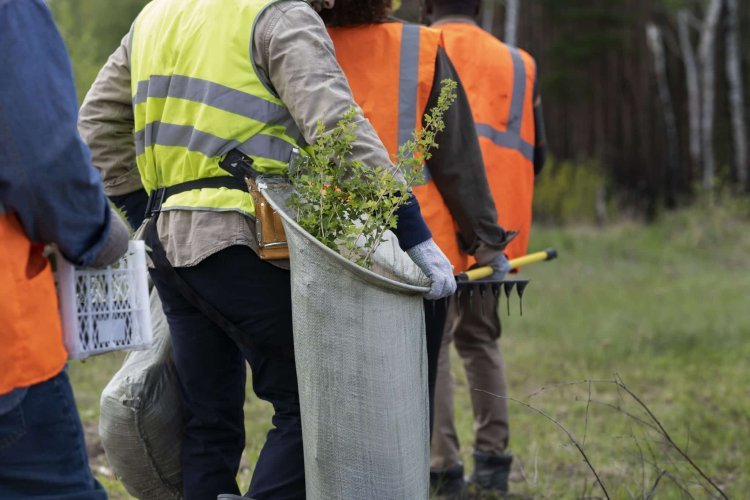 Discover Affordable Tree Service Houston for Your Tree Care Needs