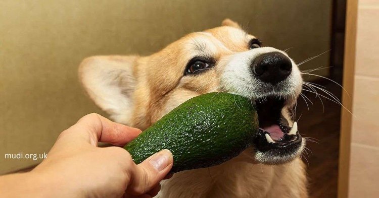 Avocados and Dogs: Superfood or Silent Danger? Find Out Now!