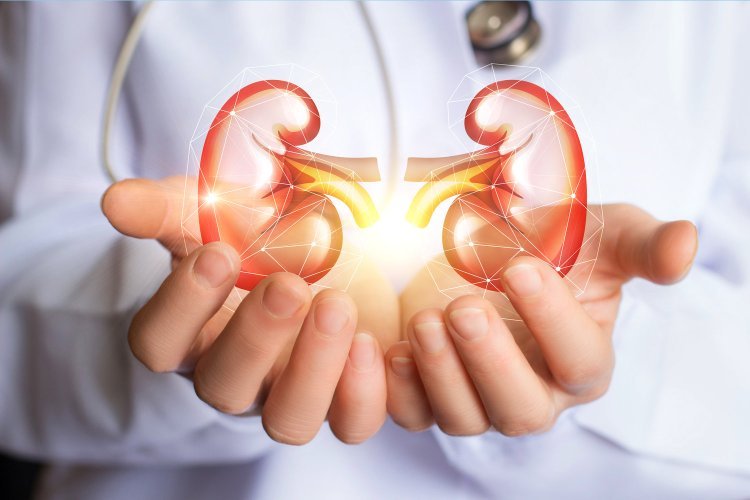 Understanding Kidney Disease and the Best Treatment Options