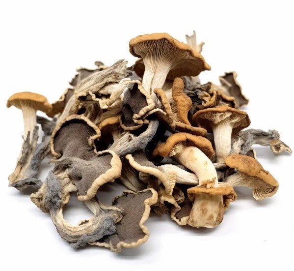 Discover Hillbilly Mushrooms – A High-Yield Psilocybe Cubensis from Full Canopy Genetics