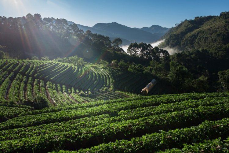 Munnar Holiday Tour: A Perfect Escape to Nature's Paradise