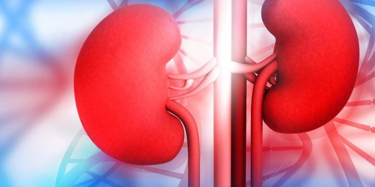 Kidney Disease Ayurvedic Treatment: Natural Remedies for Renal Health- Aksa Ayurveda