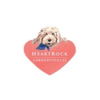 heartrocklabradoodles